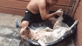 難怪這么多人愿意給寵物洗澡，這樣不是傷害了寶寶嗎？不明白
