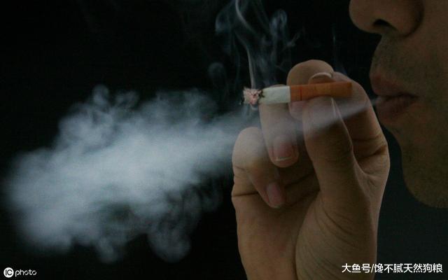 宠主经常做这6件事，是在给贵宾犬上刑，希望你早点意识到