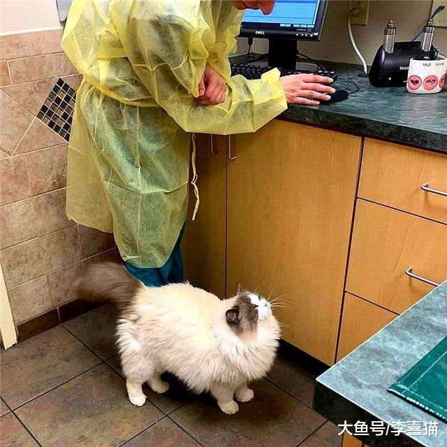 滞销宠物猫的三种处理方式中少见丢弃，流浪猫多由不负责主人产生