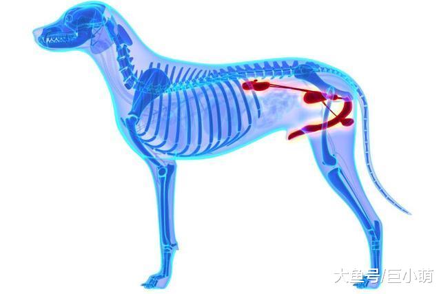狗狗只有一个肾，和人不一样，患肾病有可能救不回