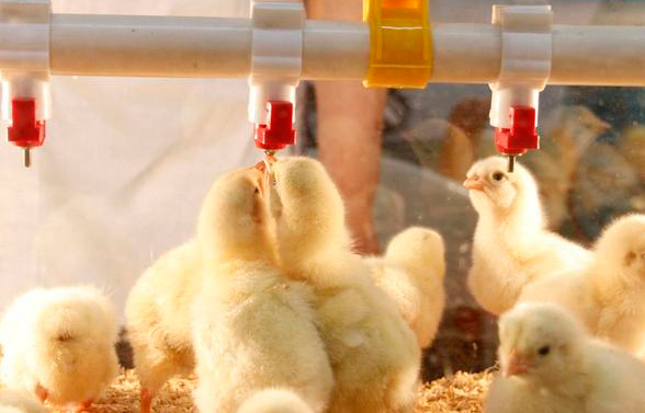 老李养殖肉鸡长得快均匀度高，原来是会分群扩栏。