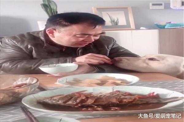 當初反對網友養拉布拉多的老爸，如今一臉寵溺地喂狗吃肉，好有愛