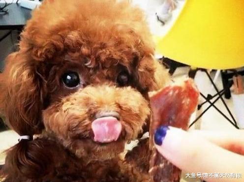 泰迪挑食怎么办？5大解决办法