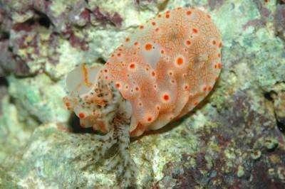 動物世界：海洋中的奇葩，奇異的海洋生物