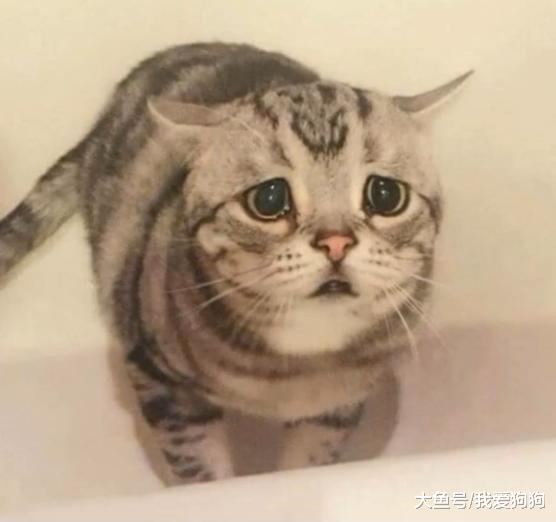 看到这图的时候想到的是生活和我，为小猫感到委屈还是忍不住笑