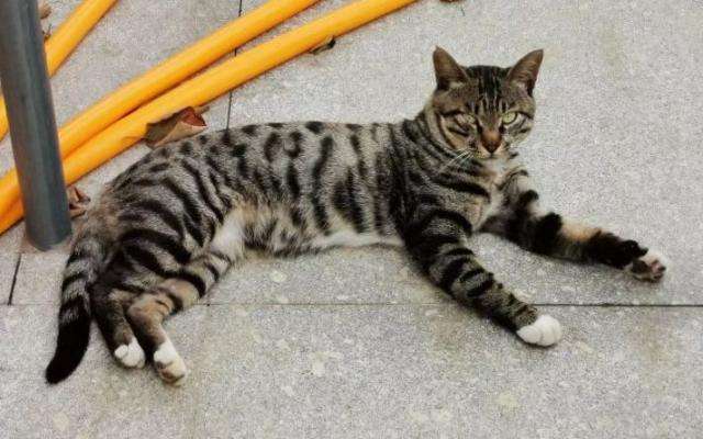 所有猫科动物都会吐毛球吗？这可能与它们爱干净有关