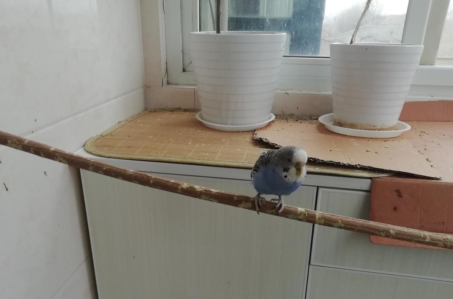 昨天對亂拉的兩只虎皮一頓罵，今天被它倆坑慘了，肯定是商量好的