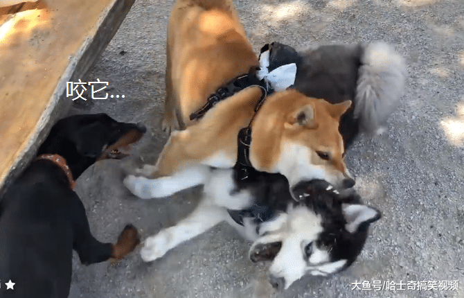 二哈总喜欢欺负别人，这回却撞上了“猛犬”，脸都被它丢了