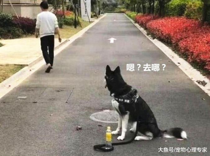 万物皆可拴！小伙遛狗急着去厕所，灵机一动暴露了二哈单纯的智商