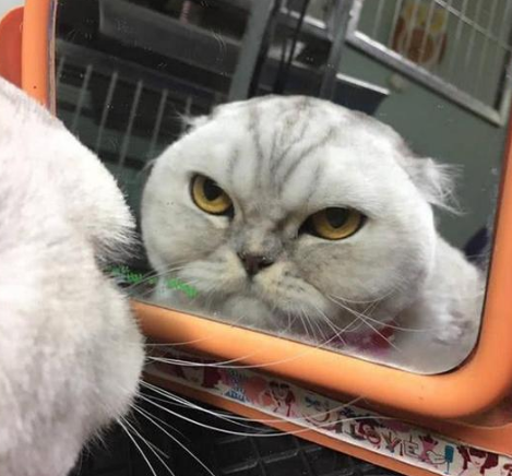 主人带猫去剃毛, 看到猫剪完后的表情, 网友笑喷: 老板赶紧跑路吧
