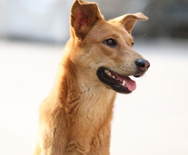 金毛犬、泰迪犬、雪納瑞犬都有什么特點，你會選擇哪種狗狗飼養呢