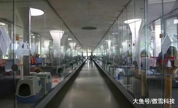 德国，一个被誉为“永远不会出现流浪狗”的国家