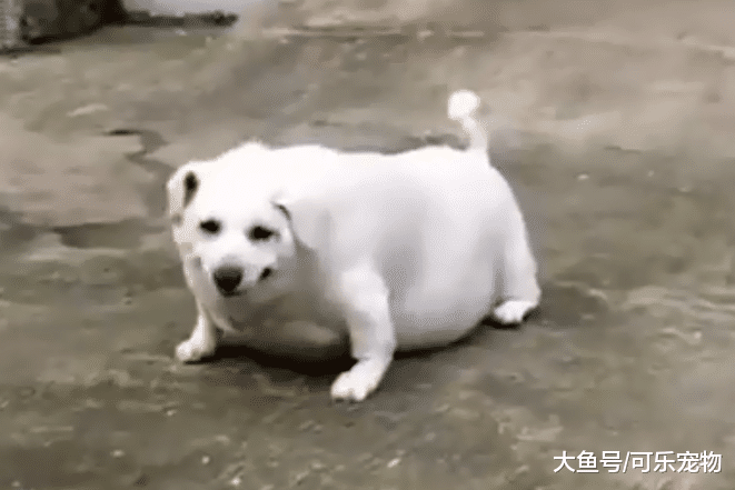 主人给狗买烤鸭吃，结果狗胖的快走不动了，网友：这猪瘦的像只狗
