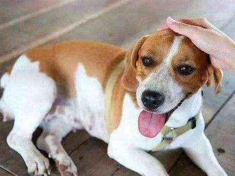 狗狗和貓咪的5大區別，要是讓我選，我會選擇養狗狗！