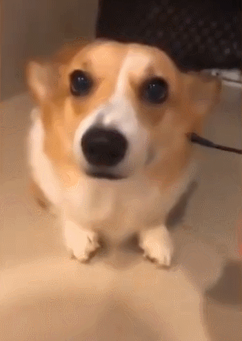 神奇！用USB线给狗狗充电，耳朵会变大