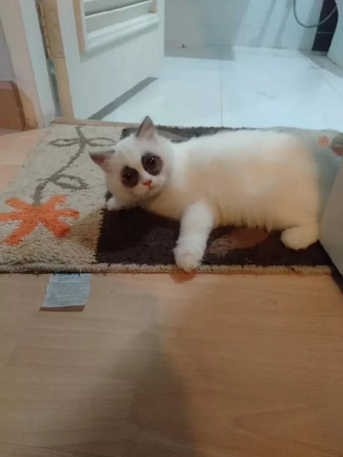 这猫昨晚是不是熬夜了