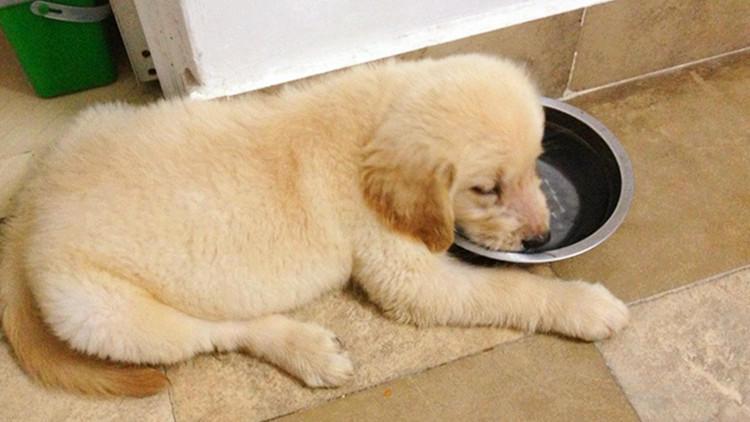 狗狗用的水碗，隐藏着你意想不到的病菌！