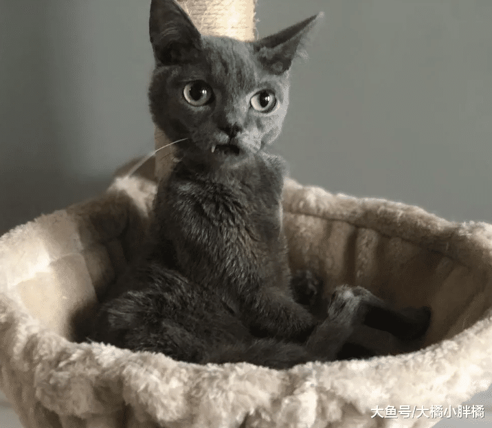 蓝猫长了一对“小虎牙”，却因残疾而被抛弃，好几位路人遗憾离去