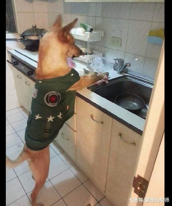 吃完饭后狗狗进入到厨房, 拿着抹布准备擦灶台, 这是要成精了吗?