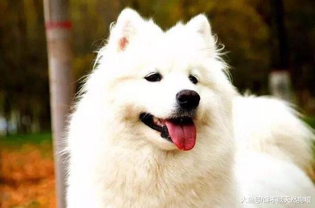 狗狗毛发不好，吃什么食物好？这5种美毛食物别错过