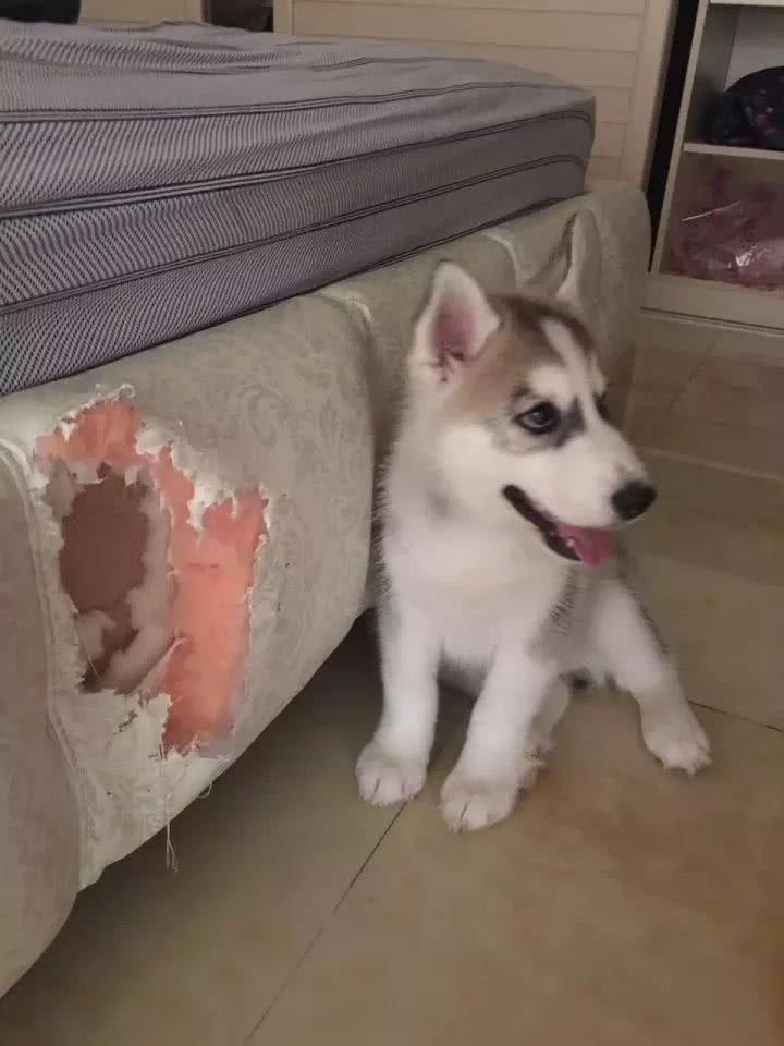 养狗之后我失去了家！养狗的都看看吧！
