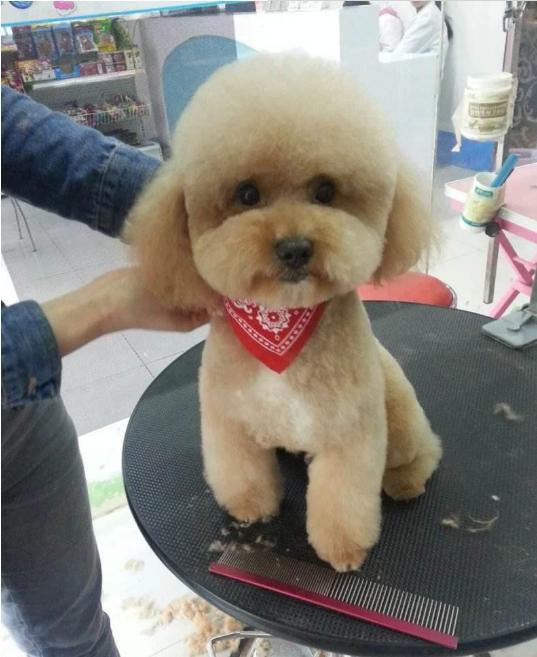 内行人告诉你怎么挑选纯种的泰迪犬, 一看一个准!