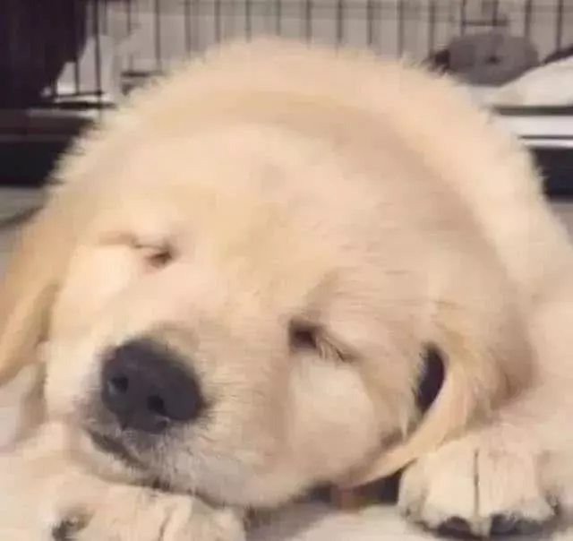 小金毛坚持陪主人加班，不料才过了5分钟，主人转身一看哭笑不得！