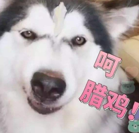 金毛, 萨摩, 阿拉斯加就你们三家还想跟我争谁拆家第一? 哈士奇: 我封杀你们