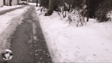 狗狗被主人遗弃，紧缩在雪地上朝路人呼救，幸运遇上了她