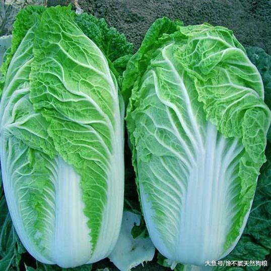 這6種蔬菜狗狗都能吃，而且好處多，不過愛不愛吃就看緣分了！