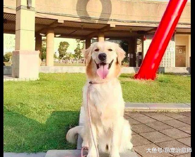 主人直播时去了厕所，回来看见金毛正坐在电脑前，人气不减反增！