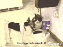 你还在上演猫口夺食? 不用, 给它这个, 竟然会变成……