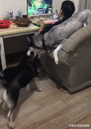 男生电脑打怪，俩二哈后方拆家！这不就是三只单身狗的真实状态？