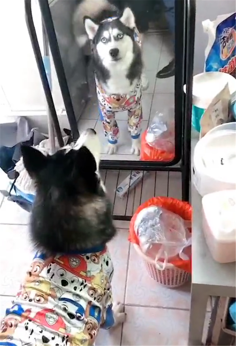 主人給二哈買花衣服，二哈穿上衣服后照鏡子，狗：美滴很……