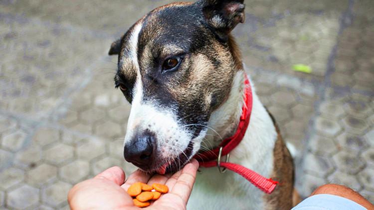 在偷吃零食这件事上, 狗狗可不输主人!