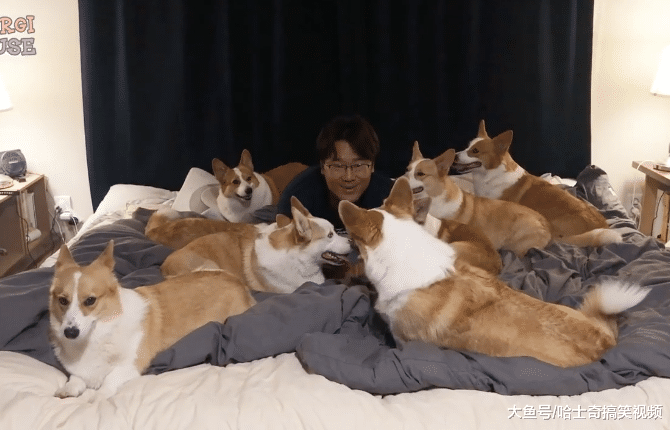 男子养了8只柯基，结果却因此找不到对象，只买得起狗粮了