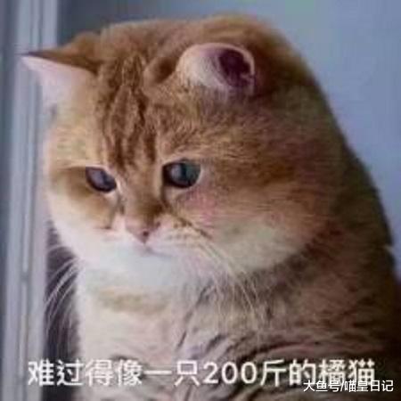 铲屎官分享自家橘猫成长史，朋友惊呼：这就是传说中的大变活猪？