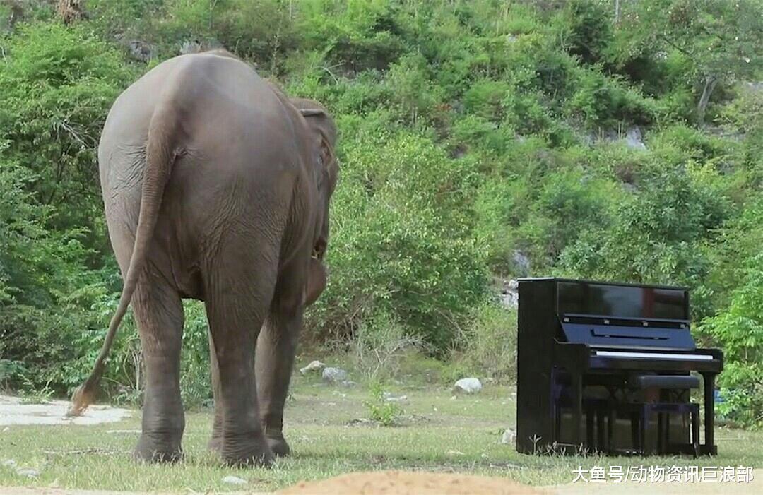 钢琴家与失明老象成挚友 一首曲子让大象眼眶湿润