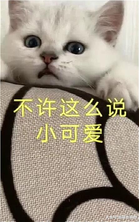 淘气小奶猫前腿卡暖气片出不来，看到消防员前来营救：你们可算来了，疼死宝宝了