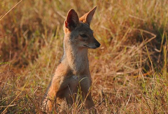 小胡狼虎口里拔牙，居然胆敢偷袭鬣狗，也是没谁了