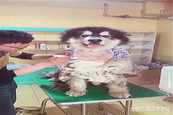 宠主带阿拉去宠物店剃毛，剃到一半时被老板调侃，这一字肩好性感