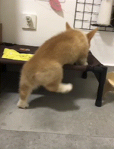 你以为小短腿的生活很幸福，整天卖萌，但其实它们的狗生很艰难！