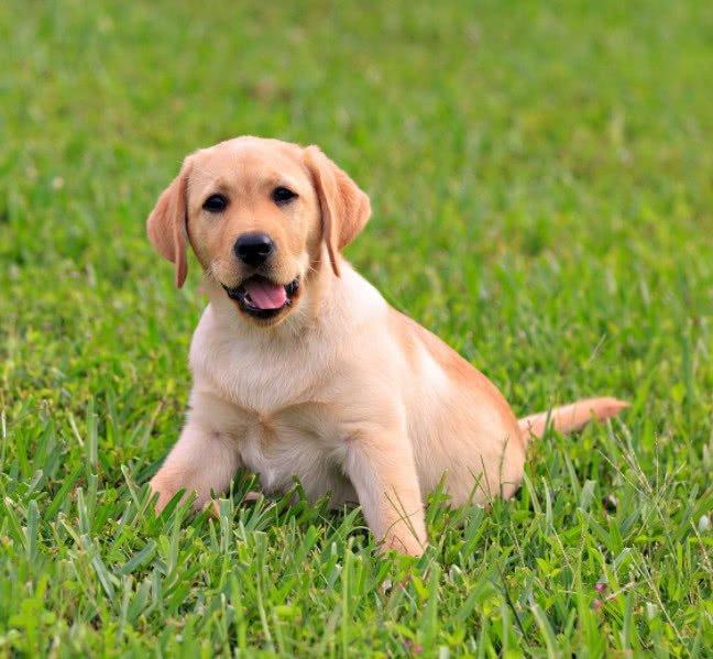 為什么大型犬壽命一般比小型犬短？影響狗狗壽命的因素有哪些呢