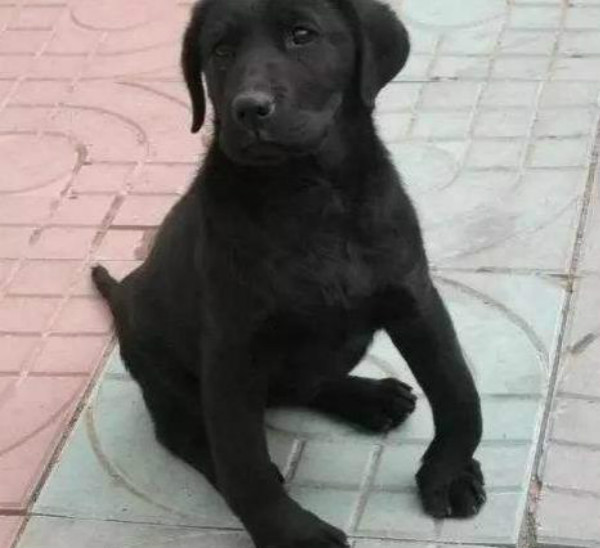 狗狗趴蹄吃什么好？怎么改善狗狗趴蹄现象？