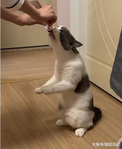 三个步骤测试猫的智商，满分21分，10分以上基本安全