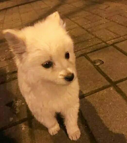 兩個月薩摩遭原主人丟棄，路過的一個好心大叔，決定給它一個家