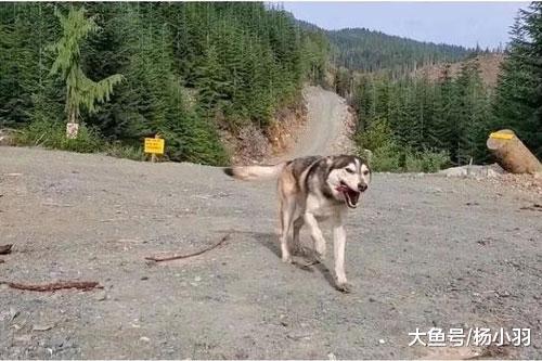 二哈走失常规方法找不回，网友支招荒唐，结果二哈流口水秒现身