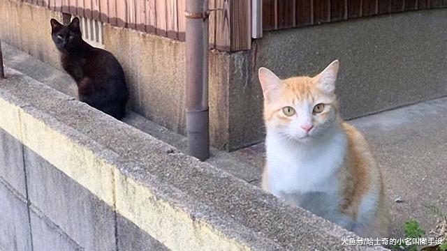 ?路边想搭讪漂亮的白猫，没想到它的黑男友赶来护驾，失败！
