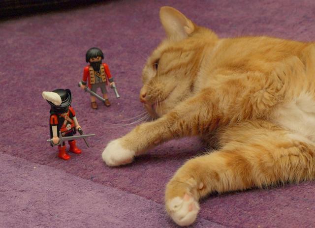 不爱喝水的猫咪容易患这种病，发病早期却常喝水，还难以完全治愈