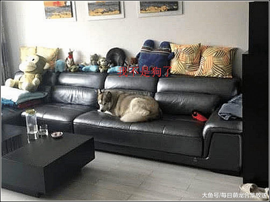 男子强制让二哈绝育，做完回来发现有点奇怪，仔细一看不淡定了